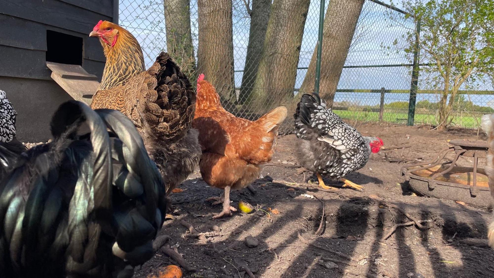 Hoeve Bij Vosselen Asten Exteriér fotografie